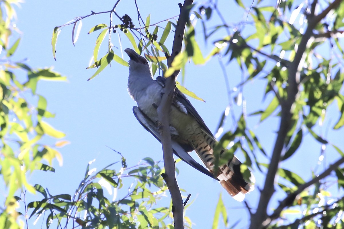 Channel-billed Cuckoo - ML644634234