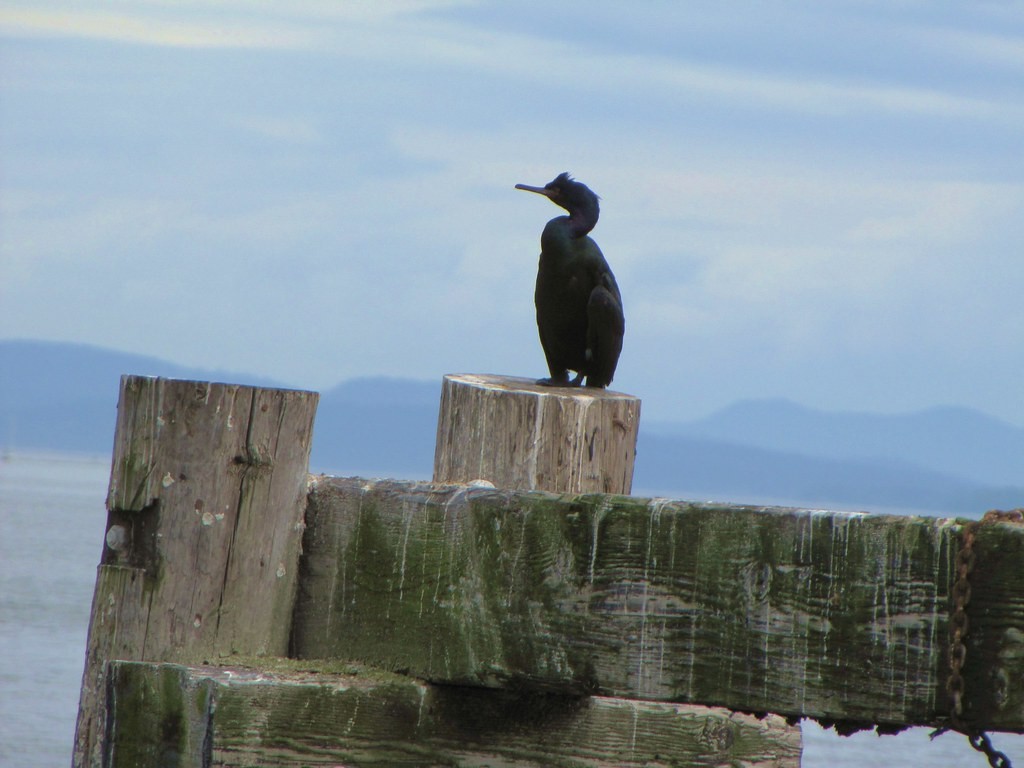 Cormoran pélagique - ML644634235