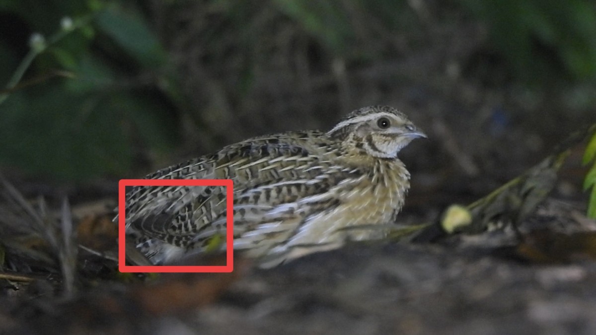 ヨーロッパウズラ - ML644634236