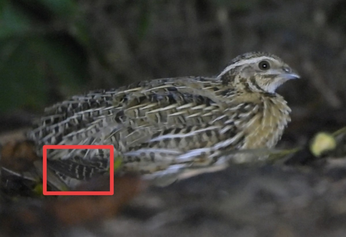 ヨーロッパウズラ - ML644634237