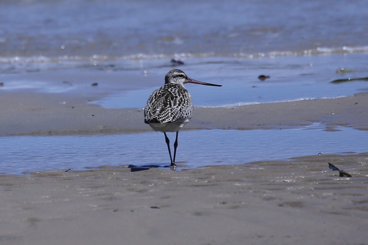 Хурган цууцал - ML644634238
