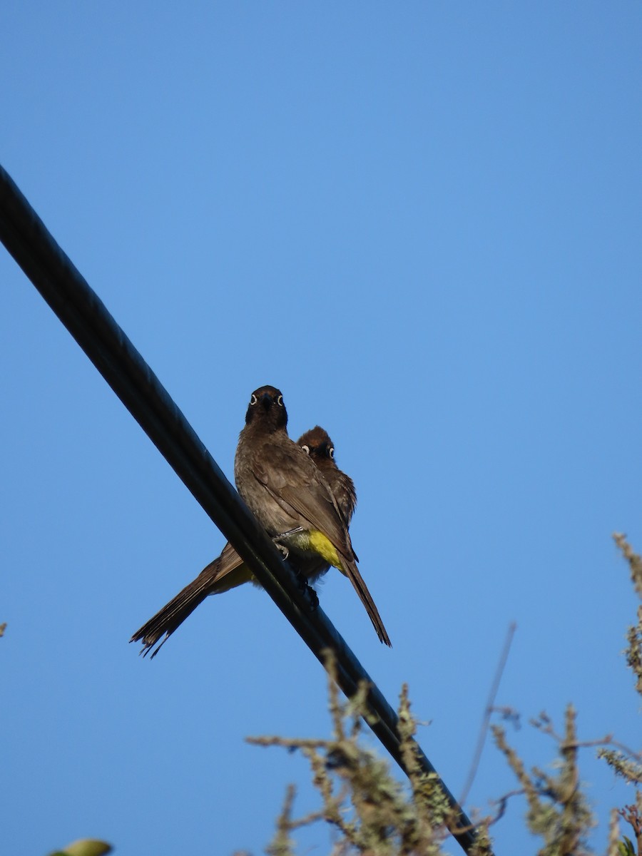 Bulbul du Cap - ML644634239