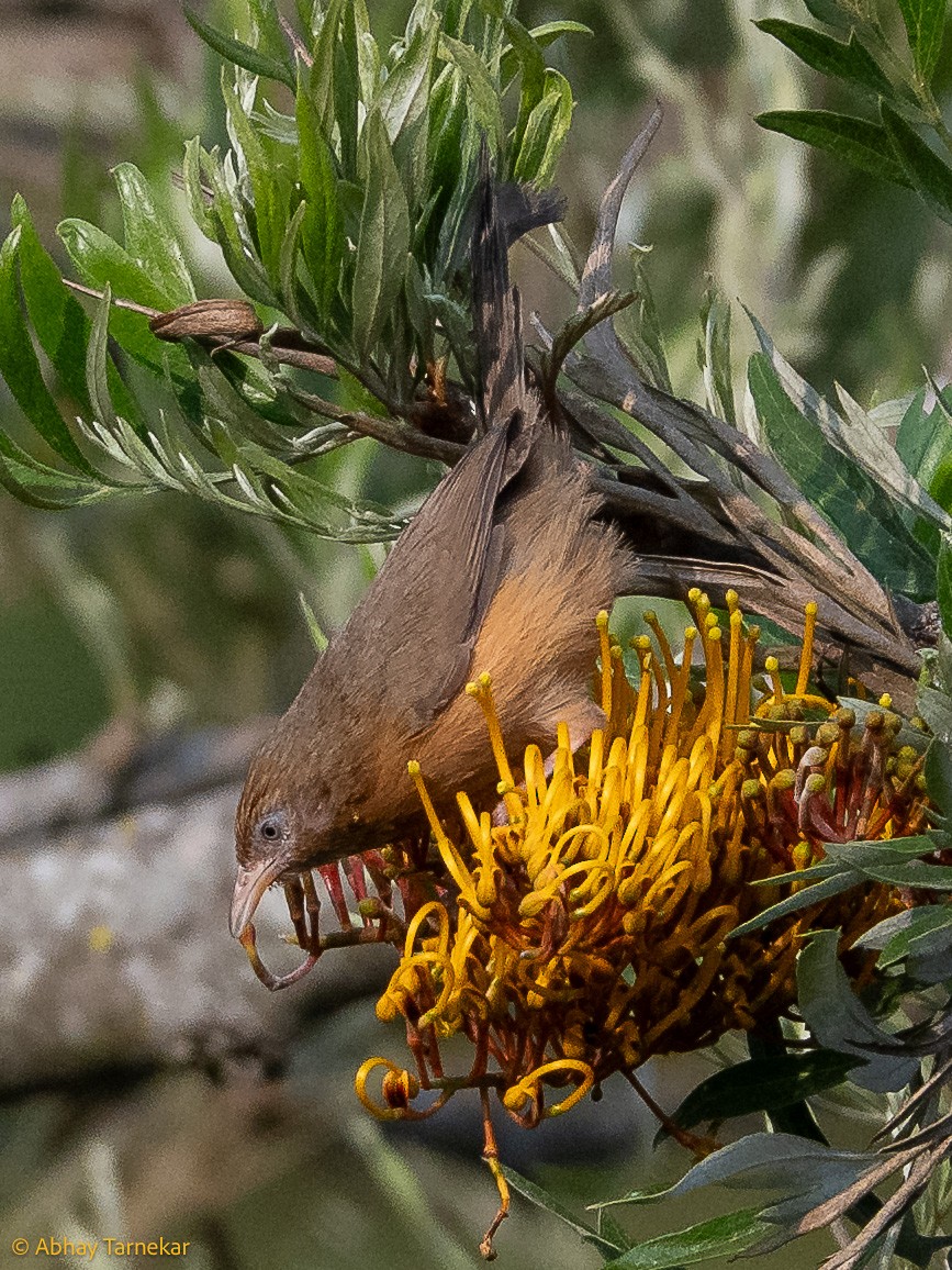 gråpanneskriketrost - ML644634241