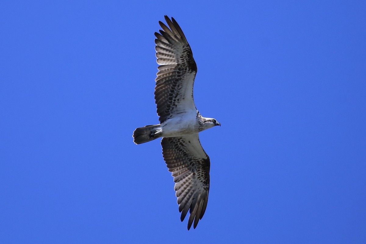 Osprey (Australasian) - ML644634242