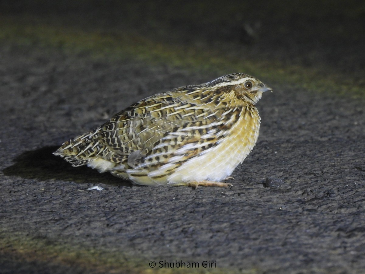 ヨーロッパウズラ - ML644634244