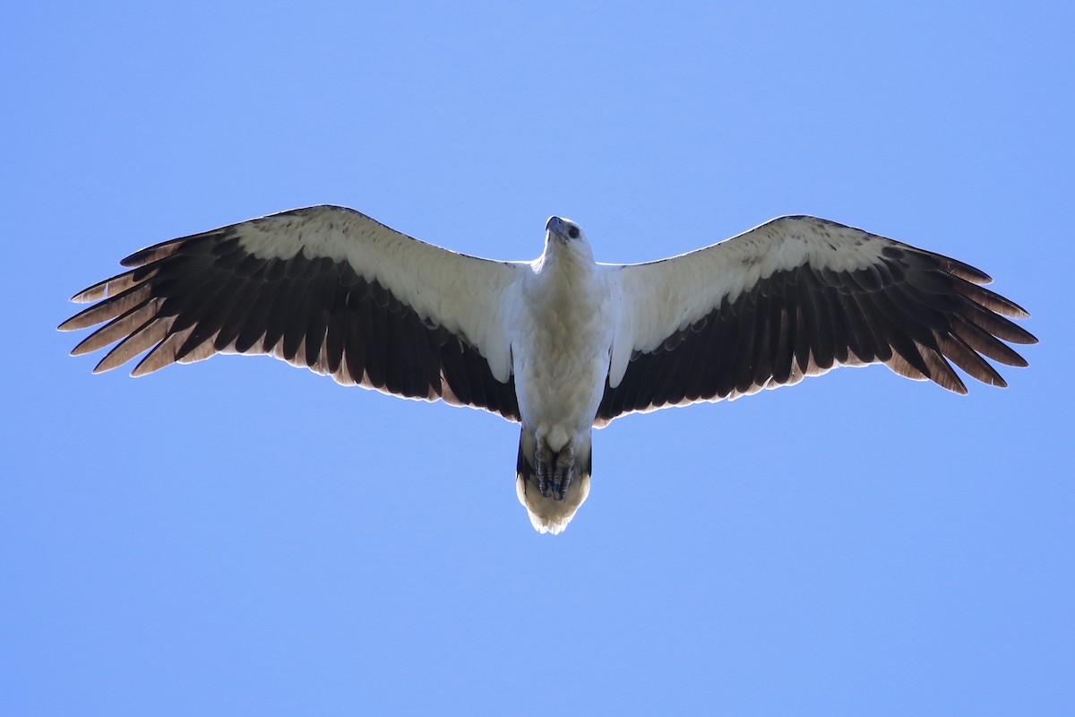 White-bellied Sea-Eagle - ML644634247