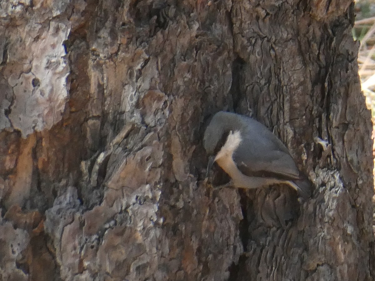 Pygmy Nuthatch - ML644634249