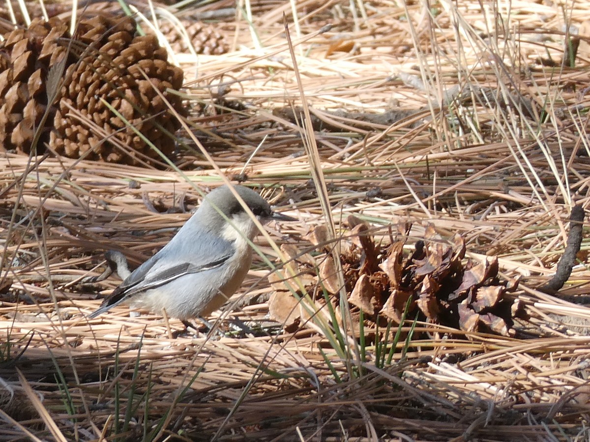 Pygmy Nuthatch - ML644634250