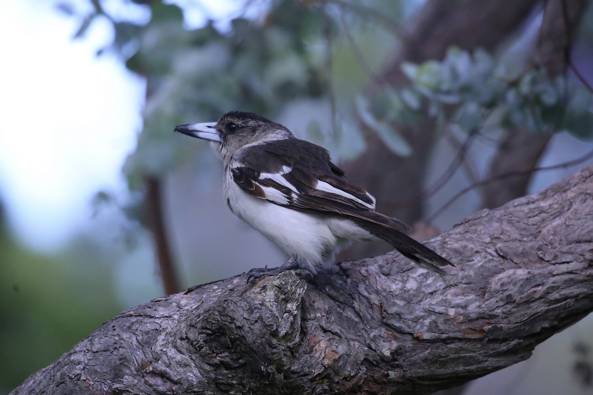 Pied Butcherbird - ML644634252