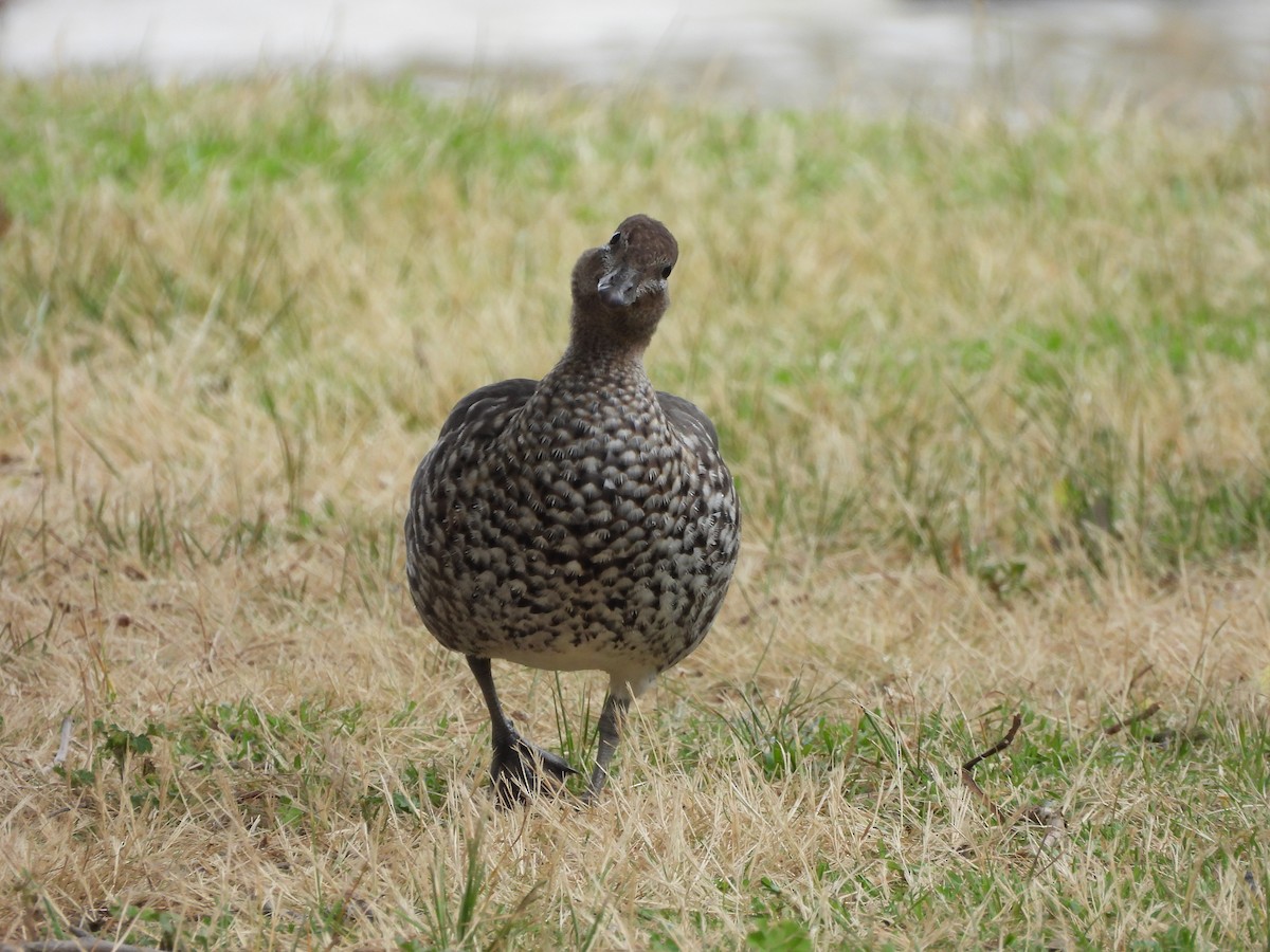 Maned Duck - ML644634259