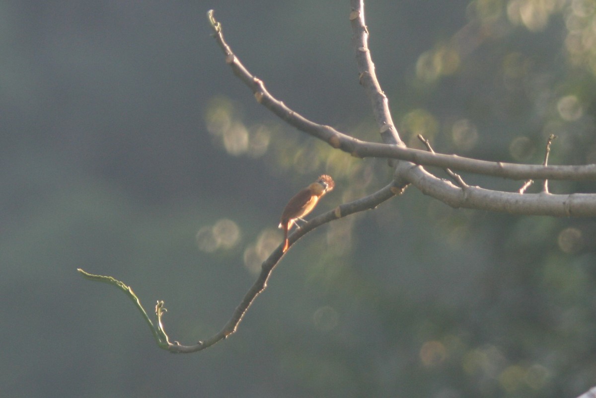 Cinnamon Becard - ML644634260