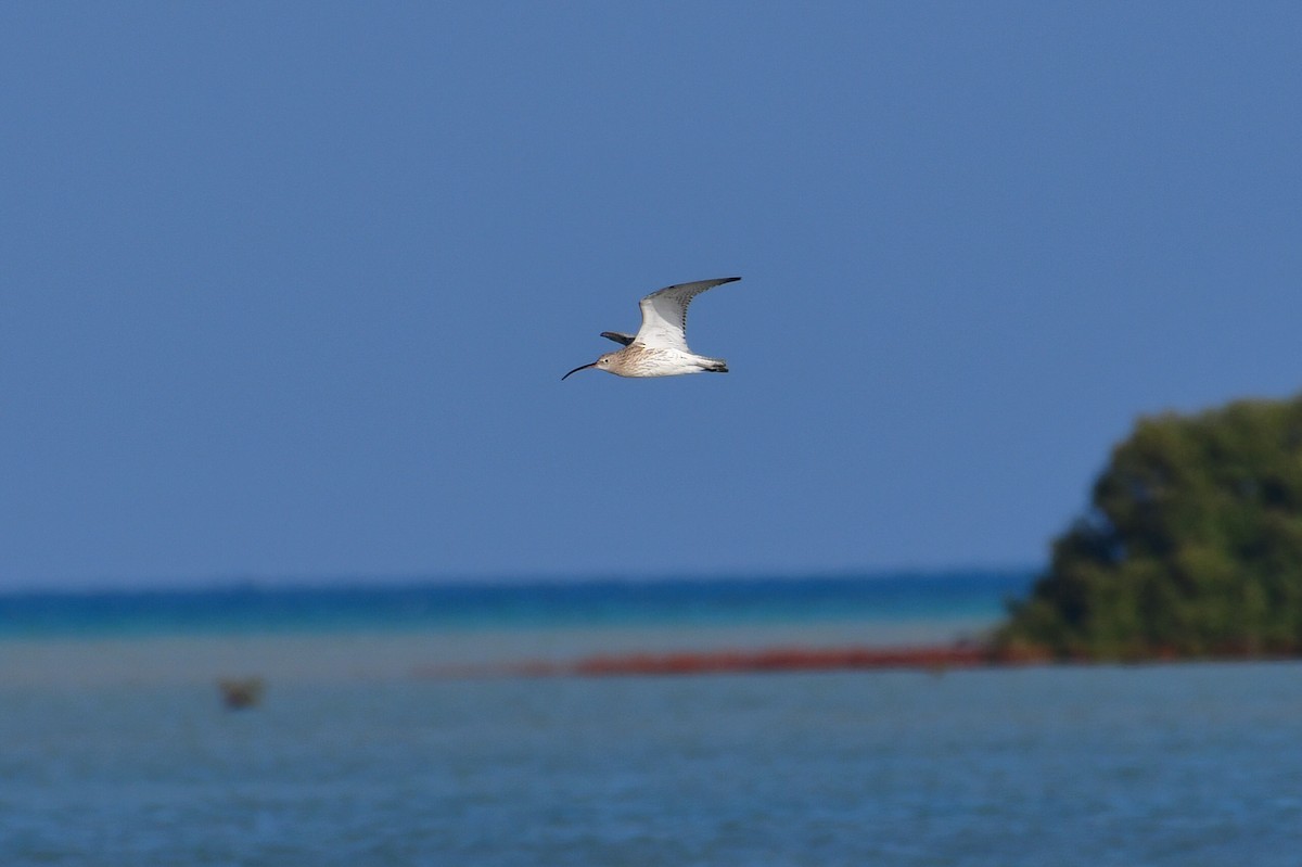 Eurasian Curlew - ML644634262