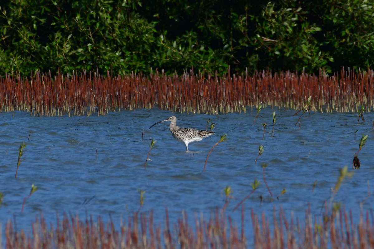Eurasian Curlew - ML644634264