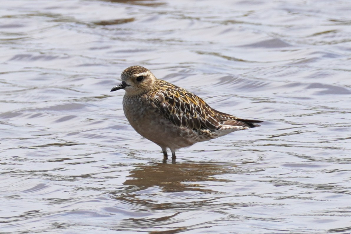 Азийн сүвээ цагаан - ML644634266