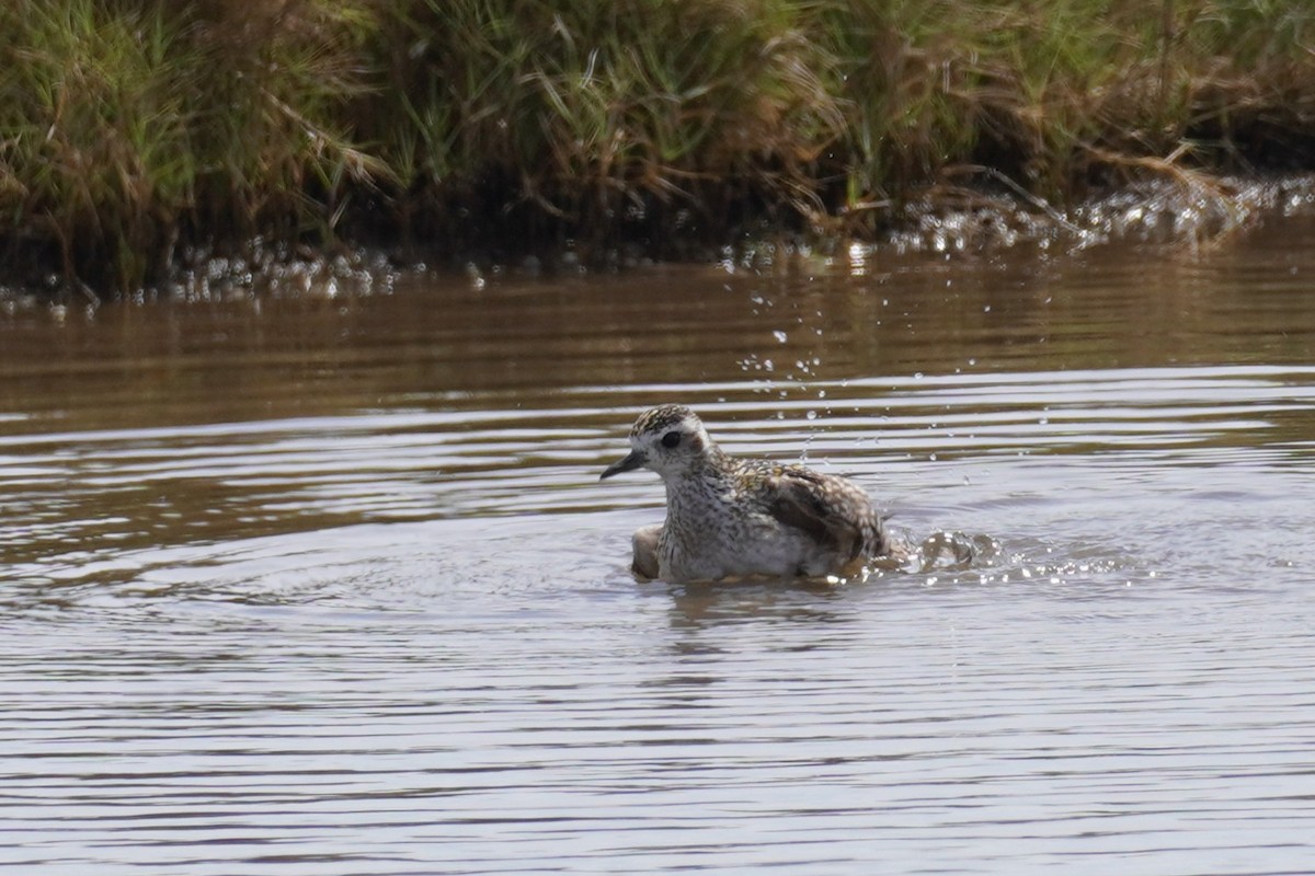 Азийн сүвээ цагаан - ML644634267