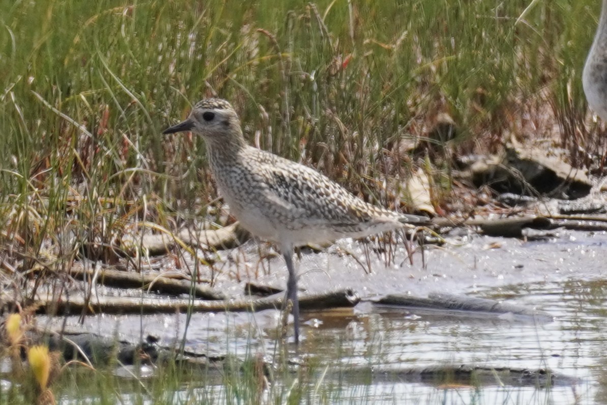 Азийн сүвээ цагаан - ML644634268