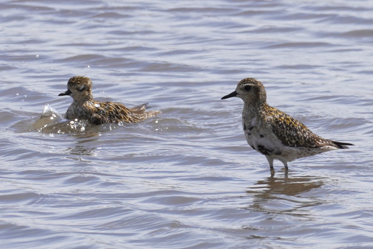 Азийн сүвээ цагаан - ML644634269