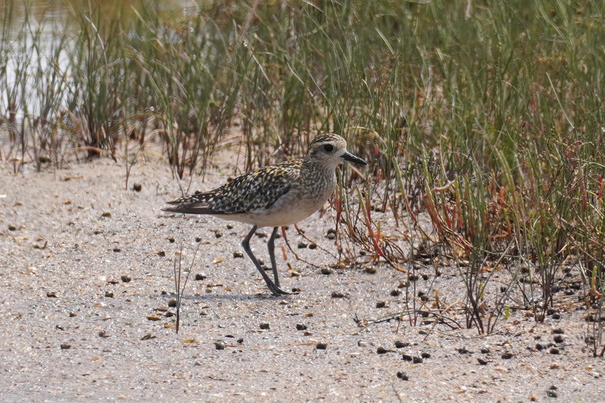 Азийн сүвээ цагаан - ML644634270