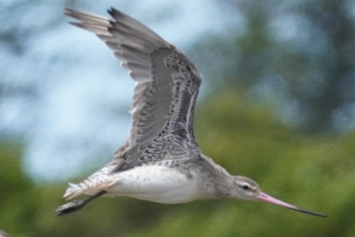 Хурган цууцал - ML644634279