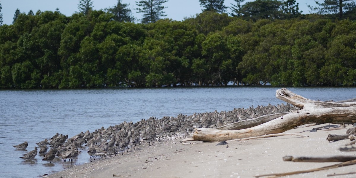 Хурган цууцал - ML644634280