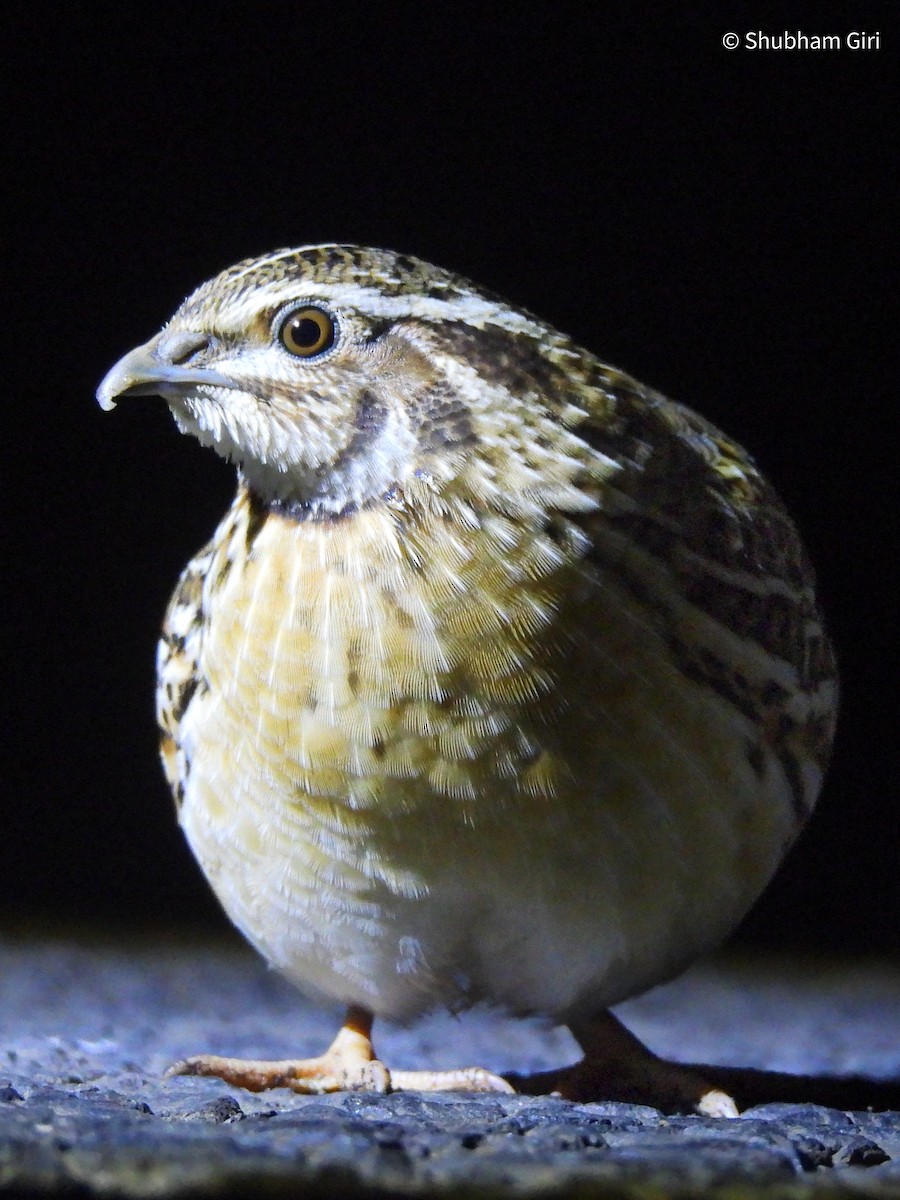 ヨーロッパウズラ - ML644634283