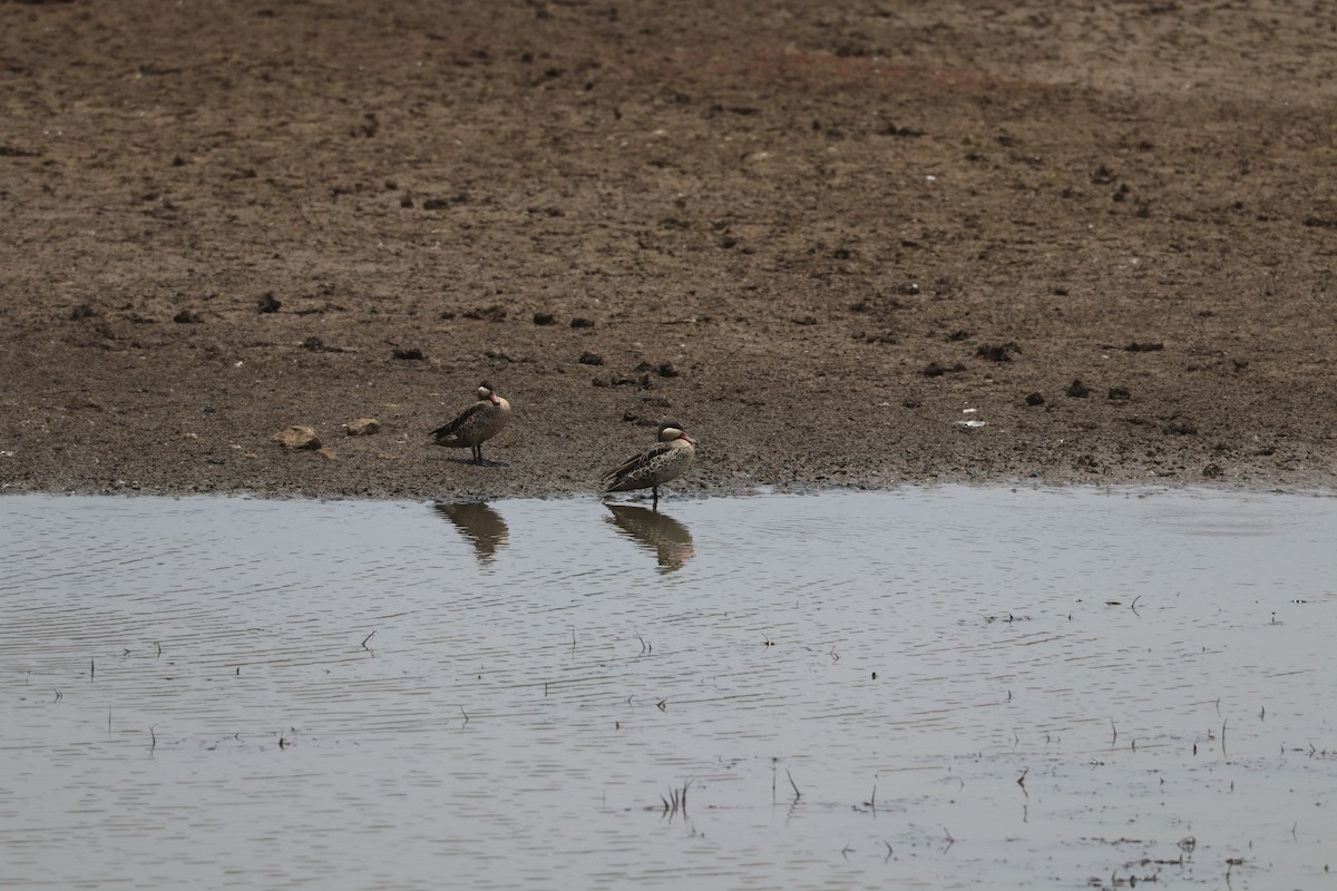 שרשיר אדום-מקור - ML644634284