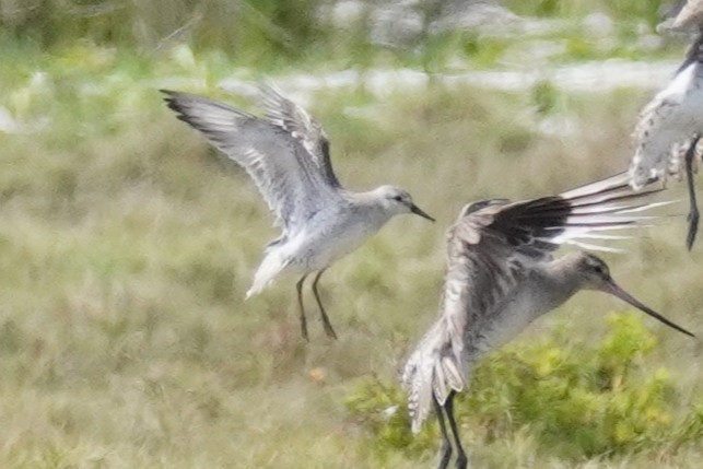 Шармаг элсэг - ML644634285