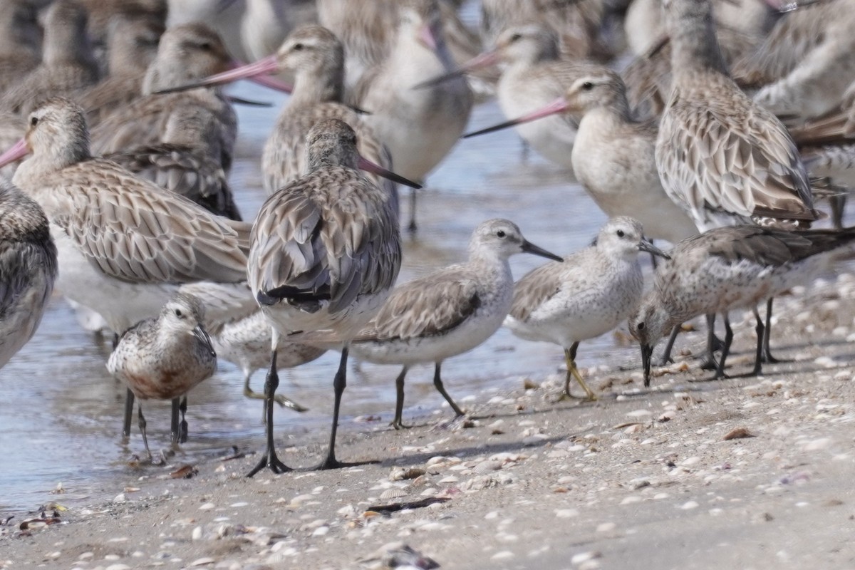 Шармаг элсэг - ML644634286