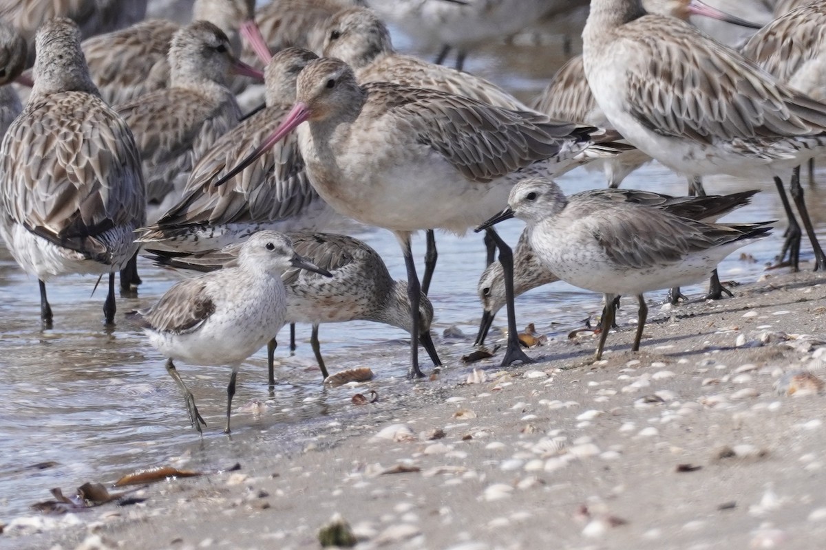 Шармаг элсэг - ML644634287