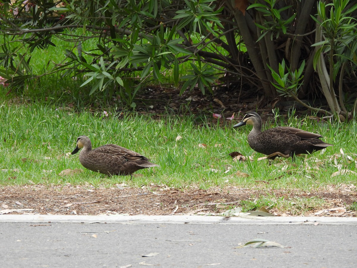 Pacific Black Duck - ML644634289
