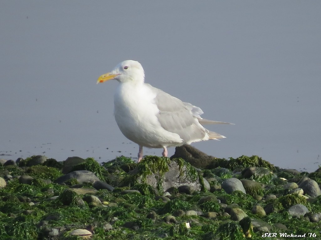 Goéland à ailes grises - ML644634291