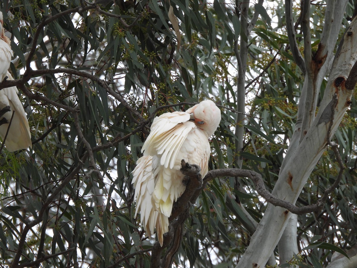 Long-billed Corella - ML644634292