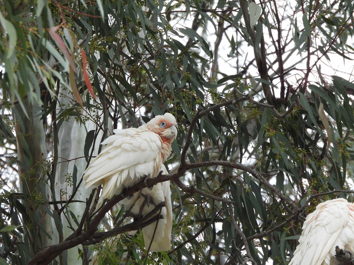 Long-billed Corella - ML644634293