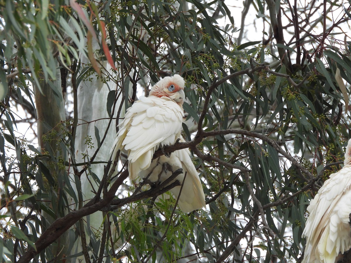 Long-billed Corella - ML644634294