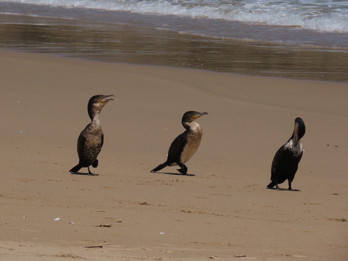 Kormoran - ML644634295