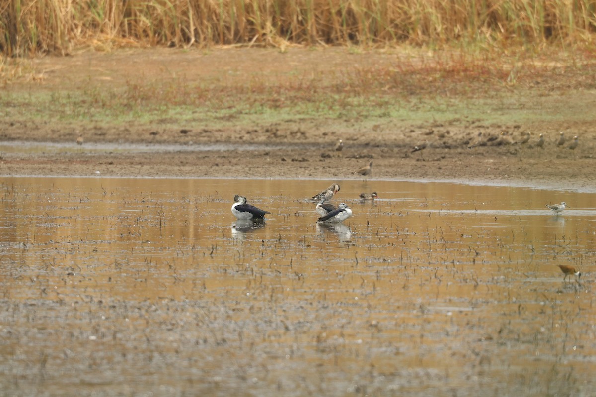 שרשיר אדום-מקור - ML644634296
