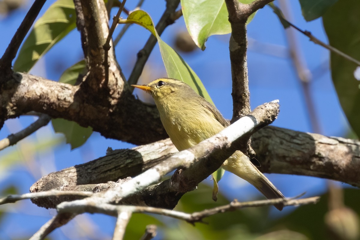 Tickell Çıvgını - ML644634297