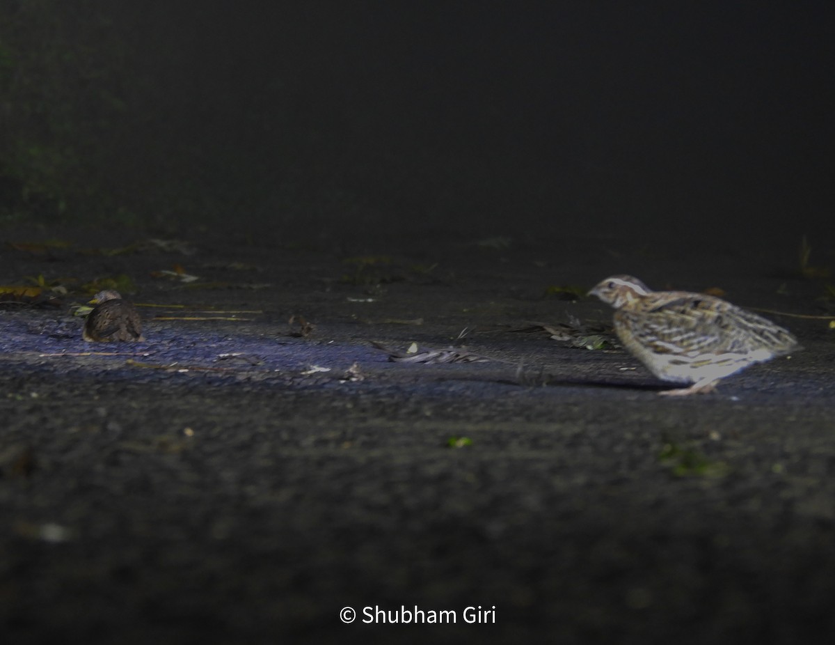 ヨーロッパウズラ - ML644634298