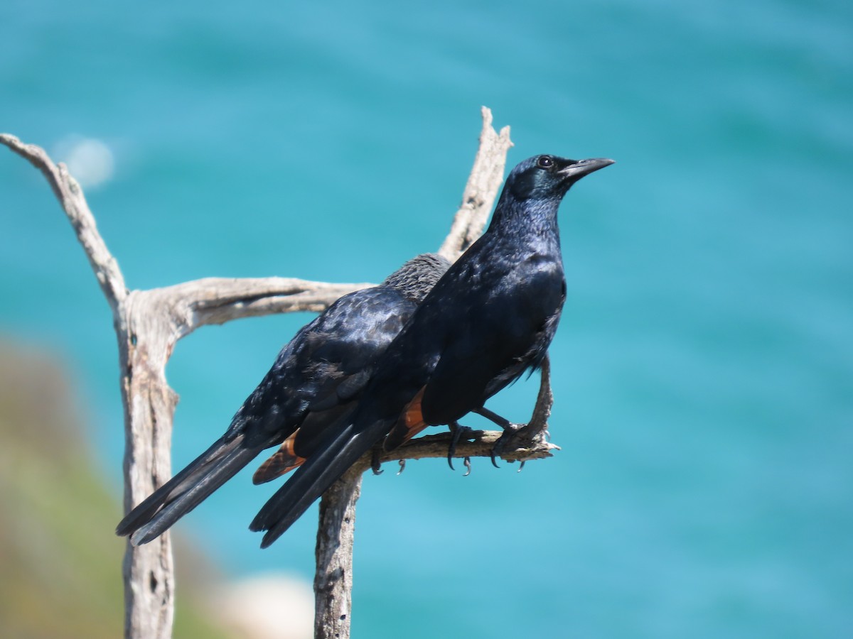 Red-winged Starling - ML644634302