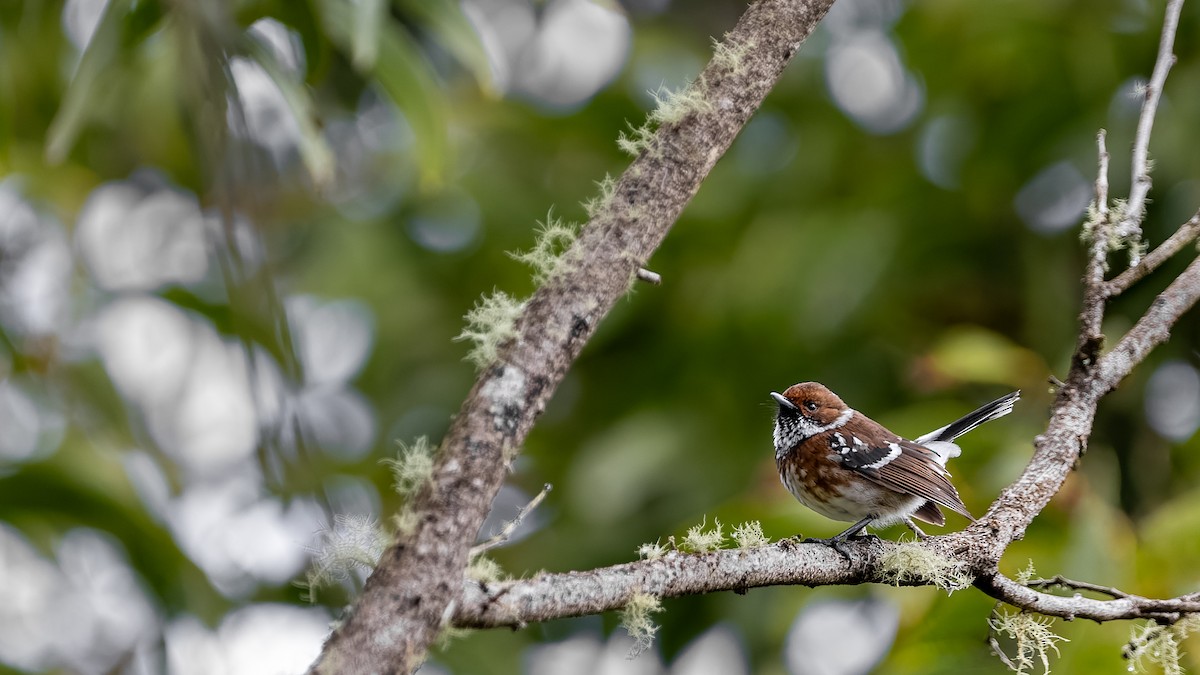 Hawaii Elepaio - ML644634303