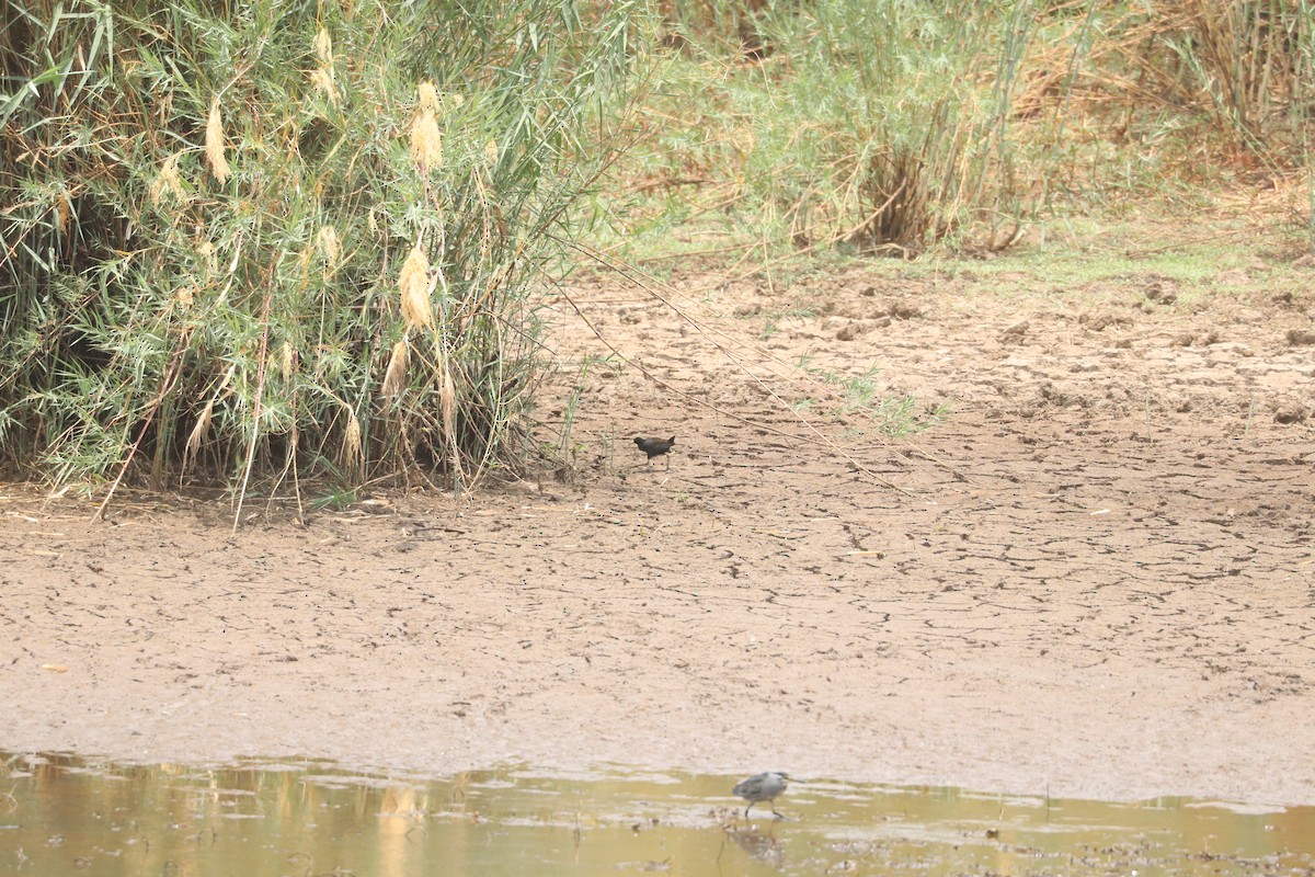 Black Crake - ML644634305