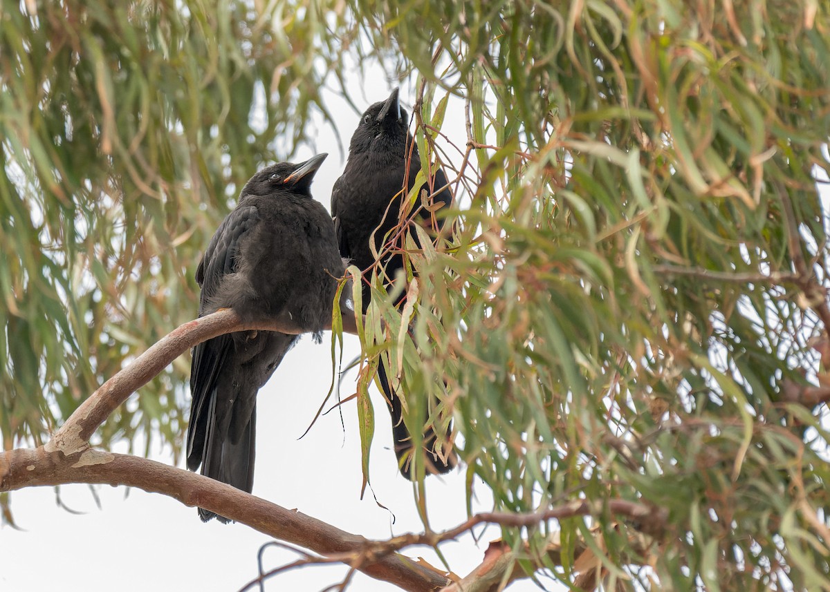 American Crow - ML644634307