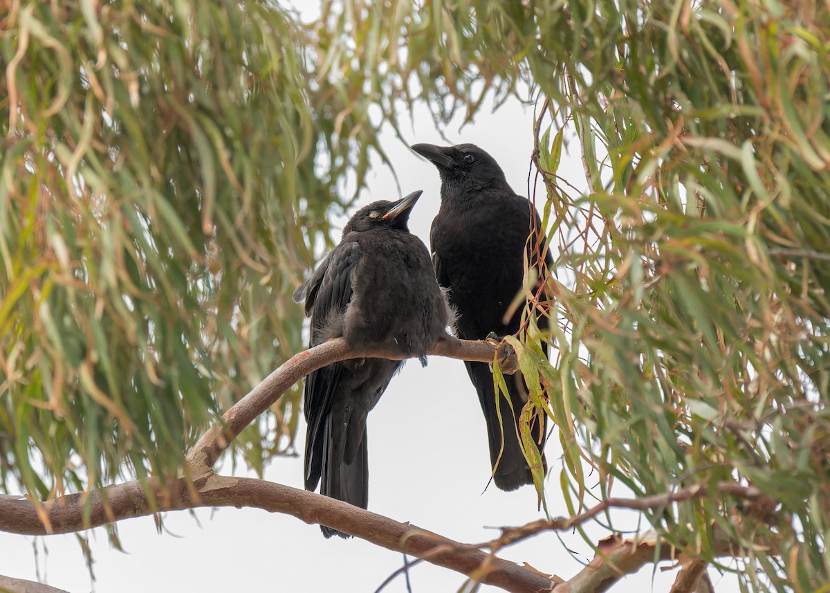 American Crow - ML644634308