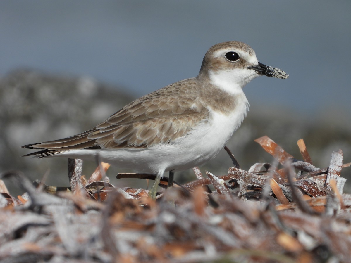 Greater Sand-Plover - ML644634315