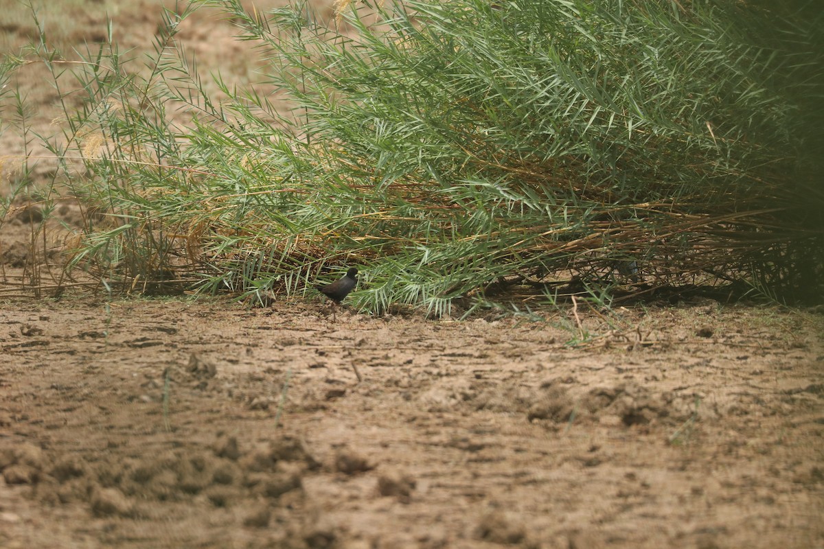Black Crake - ML644634316