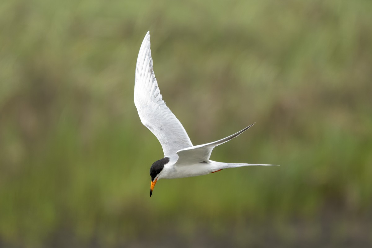 Forster's Tern - ML644634318