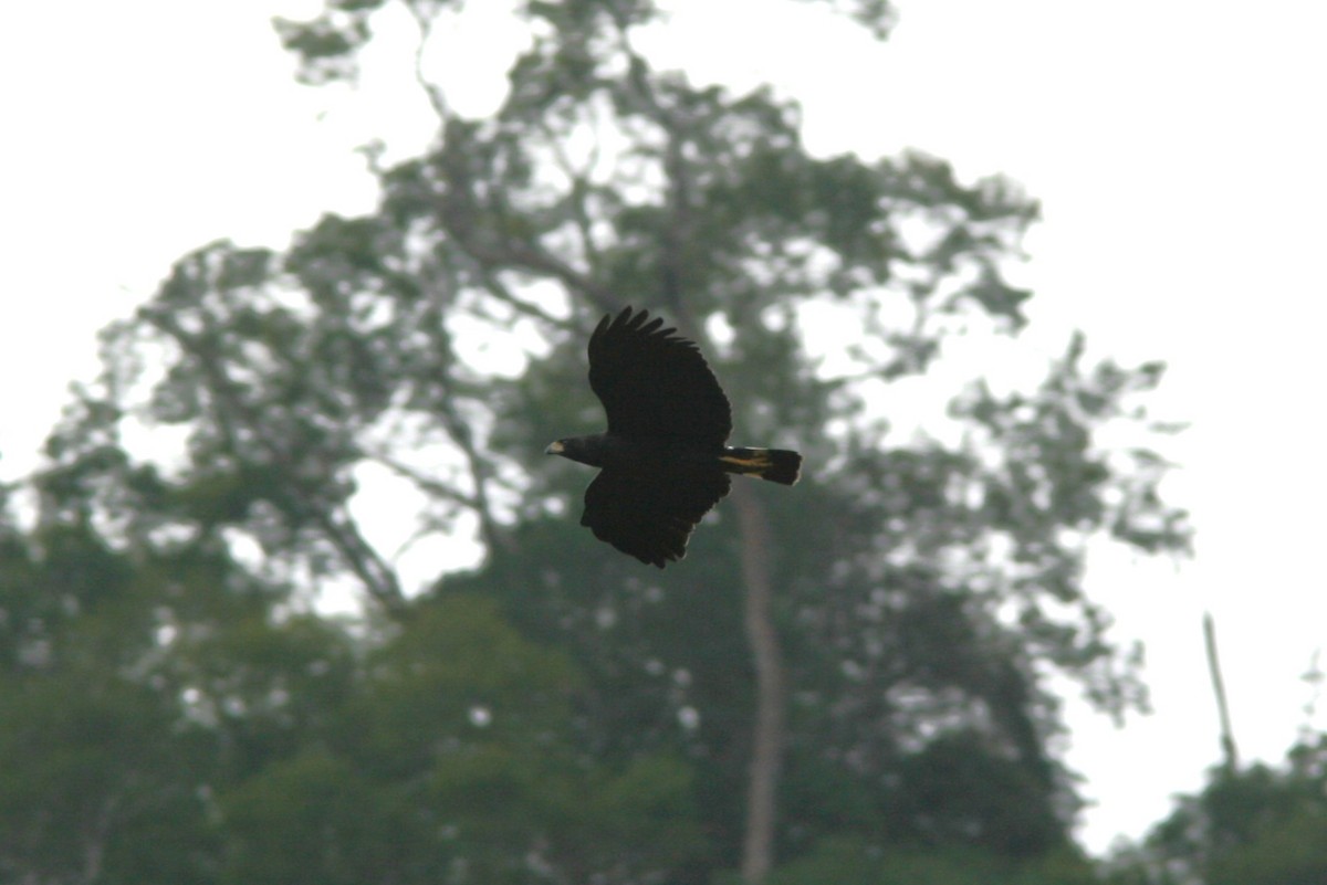 Great Black Hawk - ML644634320