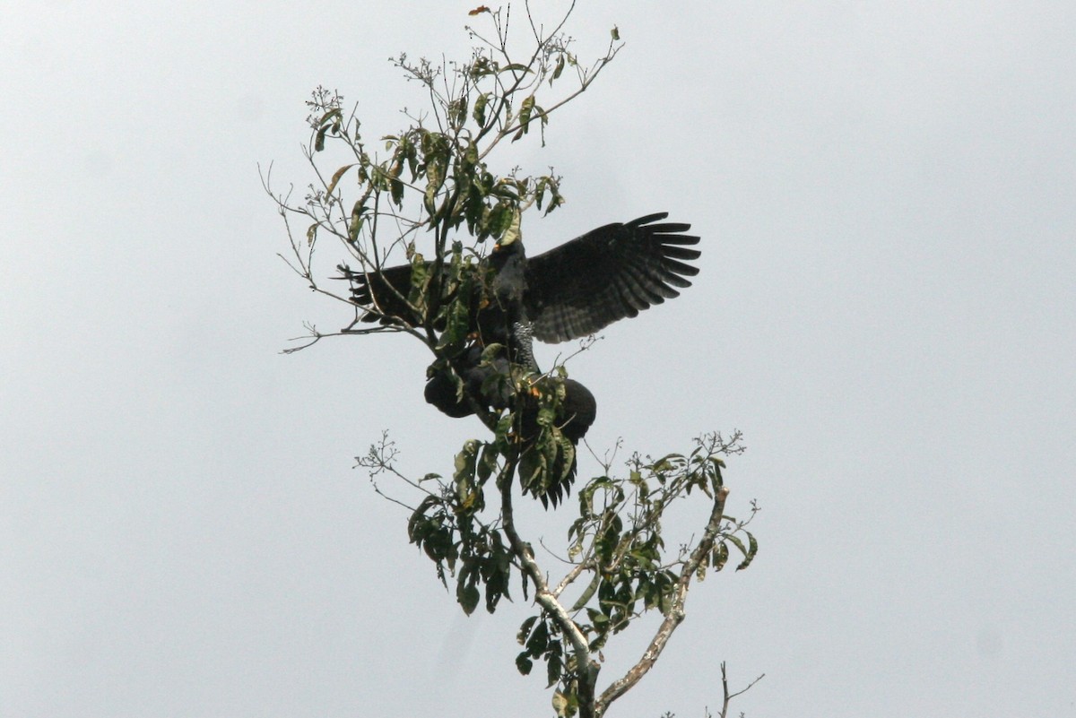 Great Black Hawk - ML644634321