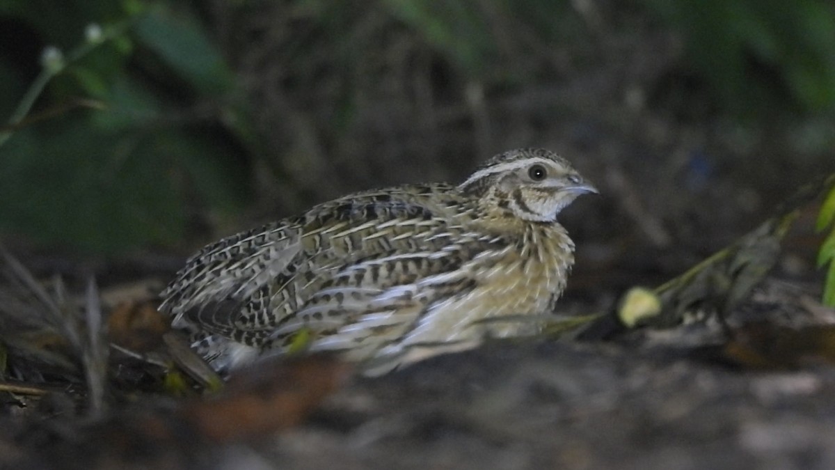 ヨーロッパウズラ - ML644634322