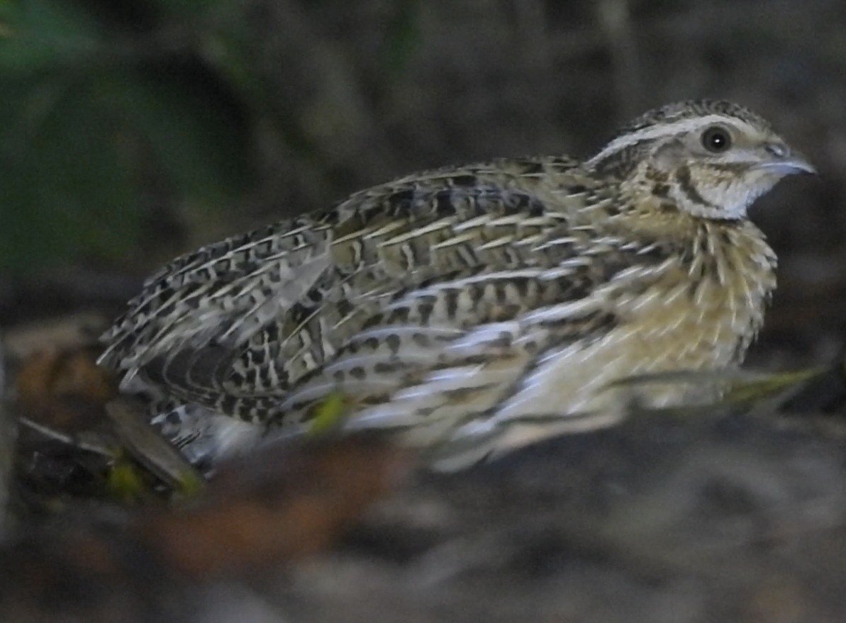 ヨーロッパウズラ - ML644634323